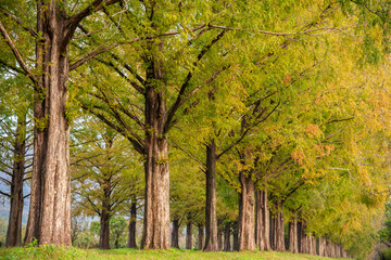 Fototapeta premium メタセコイア並木