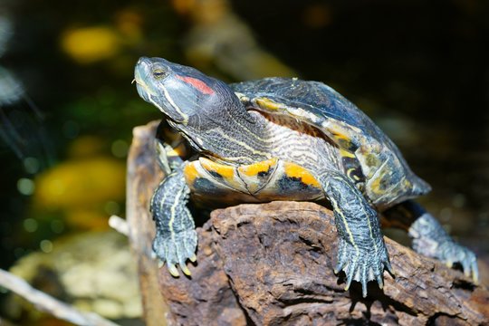 A red-eared slider turtle (Trachemys scripta elegans)