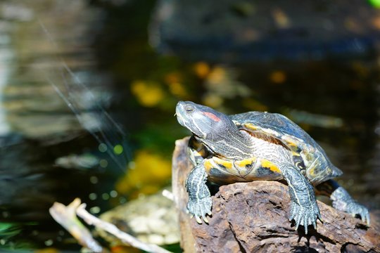 A red-eared slider turtle (Trachemys scripta elegans)