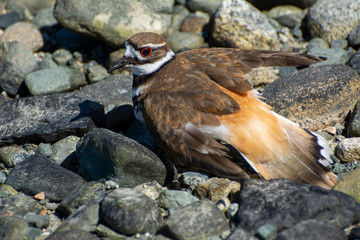 killdeer bird on a pebble beach