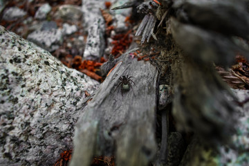 a little spider waits on a piece of dead wood.