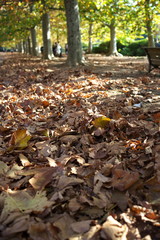 プラタナス並木の秋風景