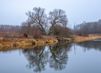 Fototapeta na wymiar bare trees are reflected in the cold November river.