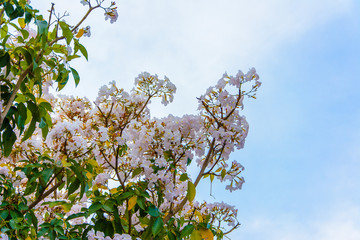 white Pink Tabebuia blossom grow tall in surabaya city east java indonesia