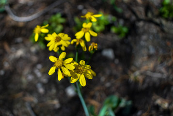 Beautiful yellow flowers just below the summit of Mt. Harvard near Buena Vista, CO.