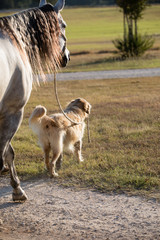 Dog & Horse