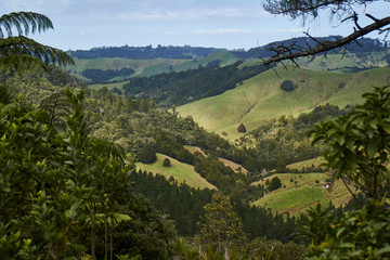 Fototapeta na wymiar Puhoi Valley landscapes, Auckland, New Zealand