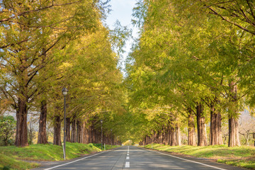 メタセコイア並木