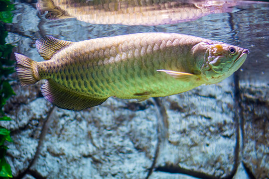 Arwana Tropical fish in Papua (Scleropages Jardinii)