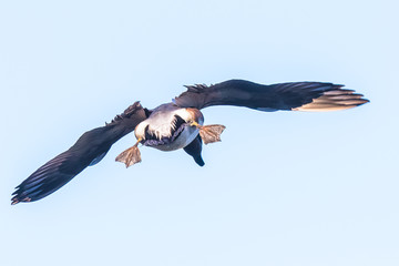 Unusual Birds Eye View of Landing Hen American Widgeon