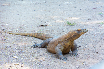 Komodo dragon giant lizard komodo monitor in the sand in surabaya zoo indonesia