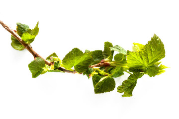 branch with green leaves isolated on white