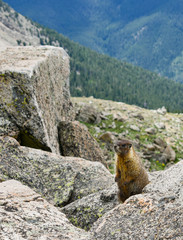 Playful Marmots come out to watch the hikers on the way to the summit of Mt. Yale near Buena Vista, CO.