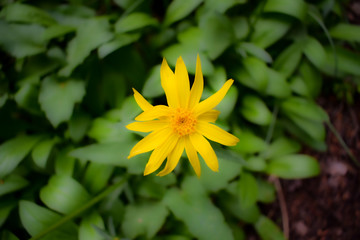 Beautiful Mountain flowers high up in the Alpine.