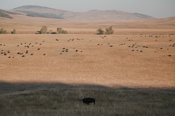 Fototapeta na wymiar A lone Bison in the plains of Montana