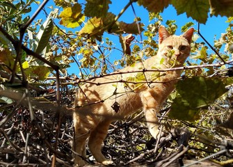 Cat on autumn leaves.