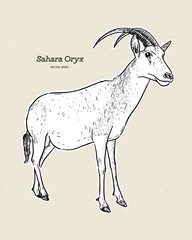 The scimitar oryx or scimitar-horned oryx, also known as the Sahara oryx, hand draw sketch vector.