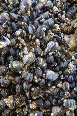 Shell textured background. Collage of mussels on a rock.