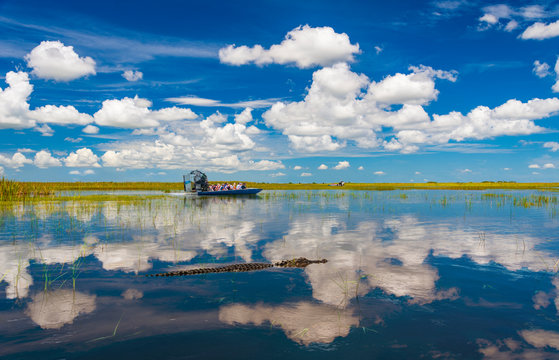 Florida Everglades airboat rides and alligators