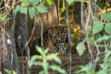 Jaguar rest in the shade