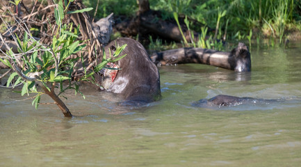 Fototapeta premium River otters eating fish