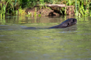 River otter swimming