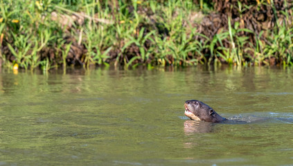 Fototapeta premium River otter swimming to left