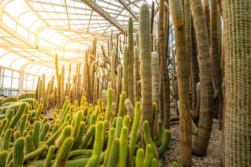 Spiky and fluffy cactus, cactaceae or cacti on natural blurred background. At Xiamen Wanshi Botanical Garden,Fujian China.