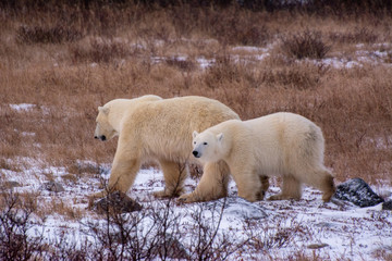 polar bear mother and cubs