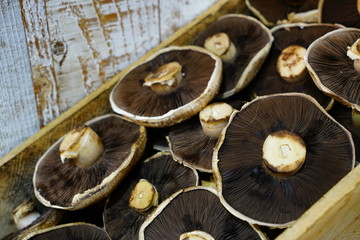 Fresh brown portobello mushroom at the farmers market