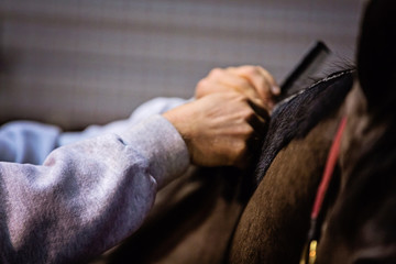 banding mane © Terri Cage 