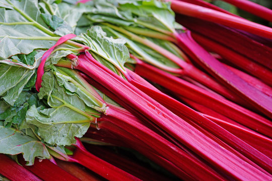 Green and red rhubarb stalks at a farmers market