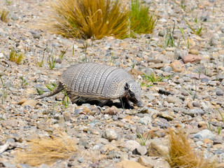 Patagonian Hairy Armadillo, Chaetophractus villosus
