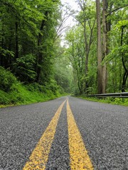 road in the forest