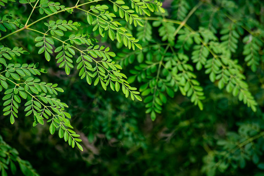 Moringa leafs background