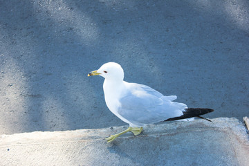 Seagull