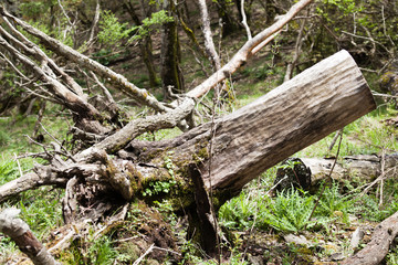 丹沢、倒木