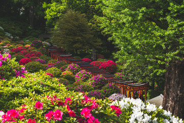 Obraz premium 根津神社の鳥居とつつじ
