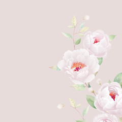 White peony.Romantic design for natural cosmetics, perfume, women products. Can be used as greeting card or wedding invitation