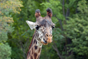 Giraffe