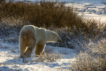 a polar bear walks away through shrubs in golden light