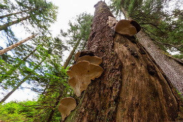 Tree Fungus growing in a rain forest during a vibrant sunny summer day. Taken on Grouse Mountain in North Vancouver, British Columbia, Canada.