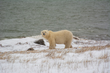 Obraz na płótnie Canvas polar bear down by the hudson bay with waves in the background