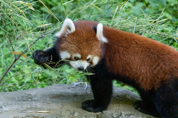 笹の葉を食べるレッサーパンダ