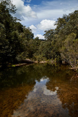 Fototapeta na wymiar Forest scenes at Springwood, The Blue Mountains