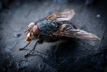 Black fly