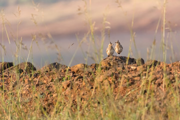 The Couple