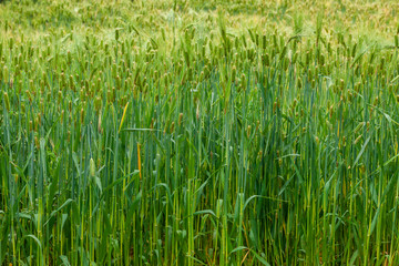 Close up of a barley field.