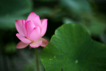 Obraz na płótnie Canvas A beautiful pink lotus in the pond