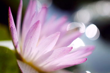 Beautiful view of pink lotus blooming in the pond in the early morning, the background is flickering light dots bokeh